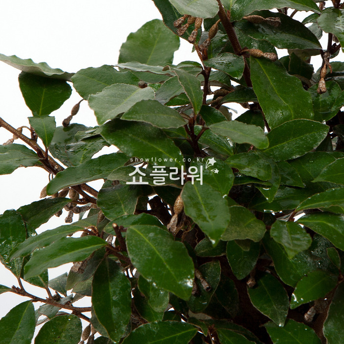 상세이미지