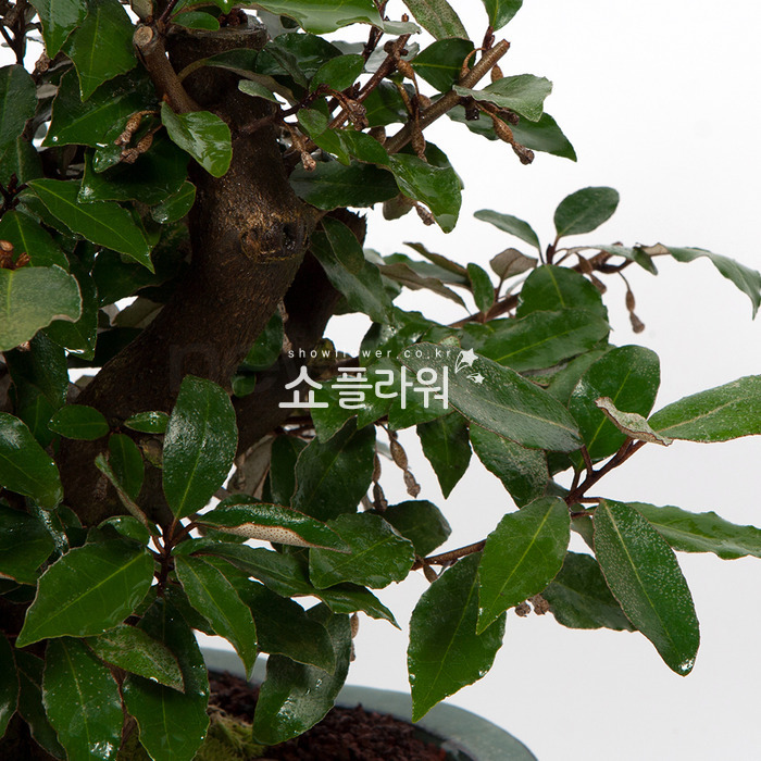 상세이미지