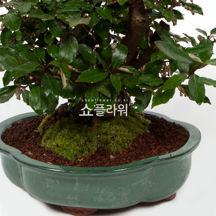 상세이미지