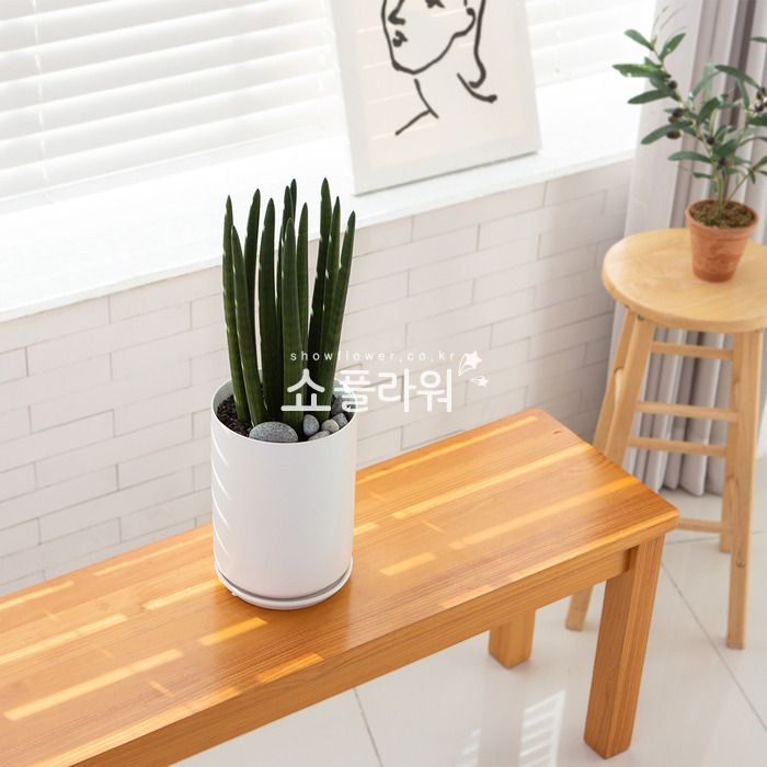 상세이미지