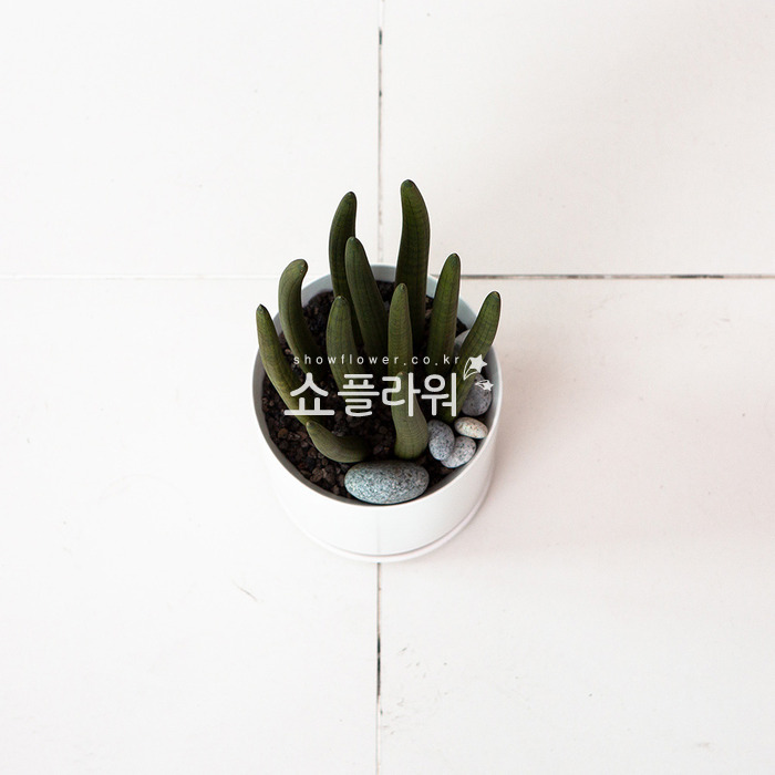 상세이미지