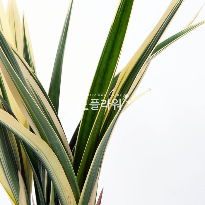 상세이미지