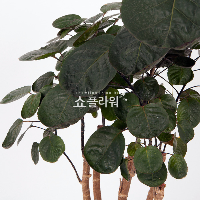 상세이미지