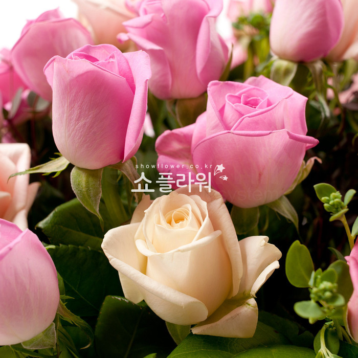 상세이미지