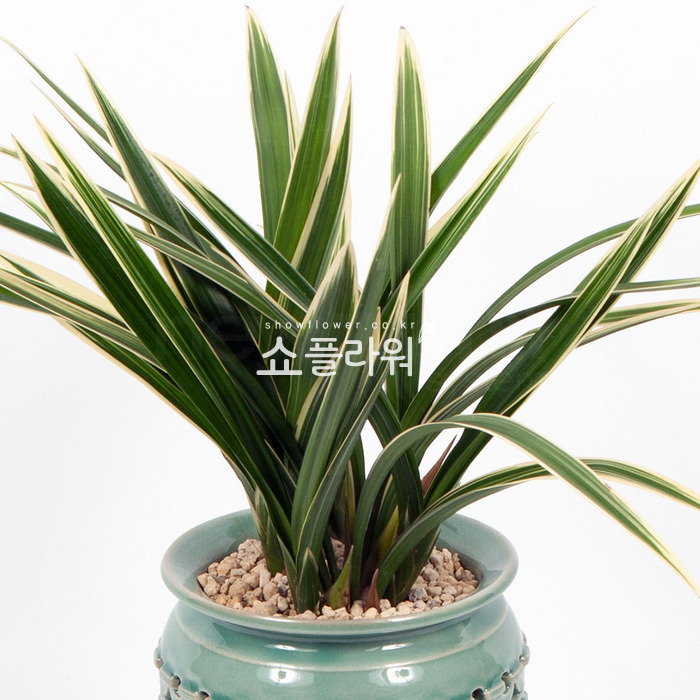 상세이미지