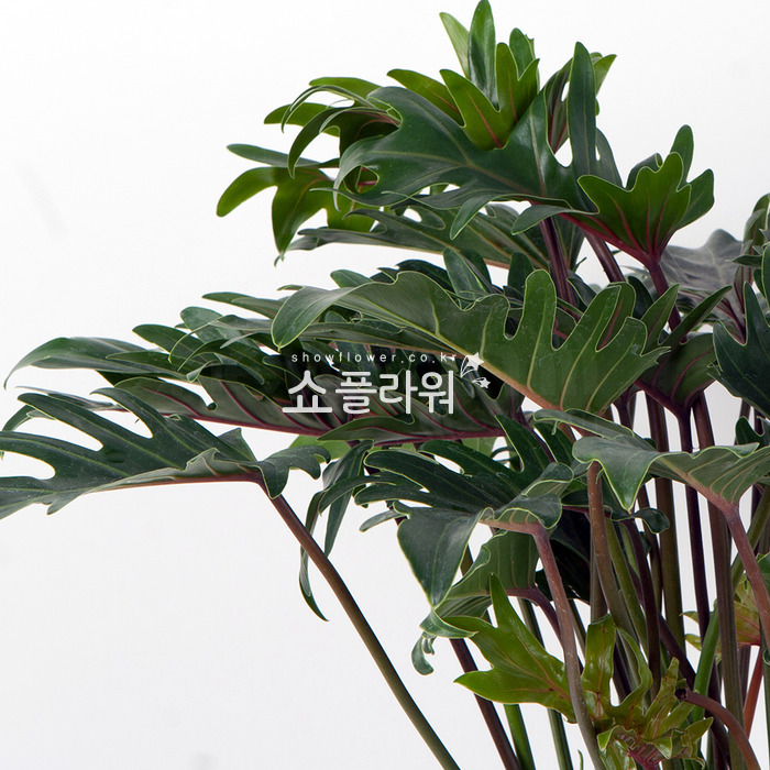 상세이미지