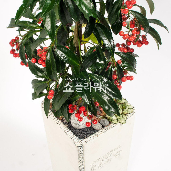 상세이미지