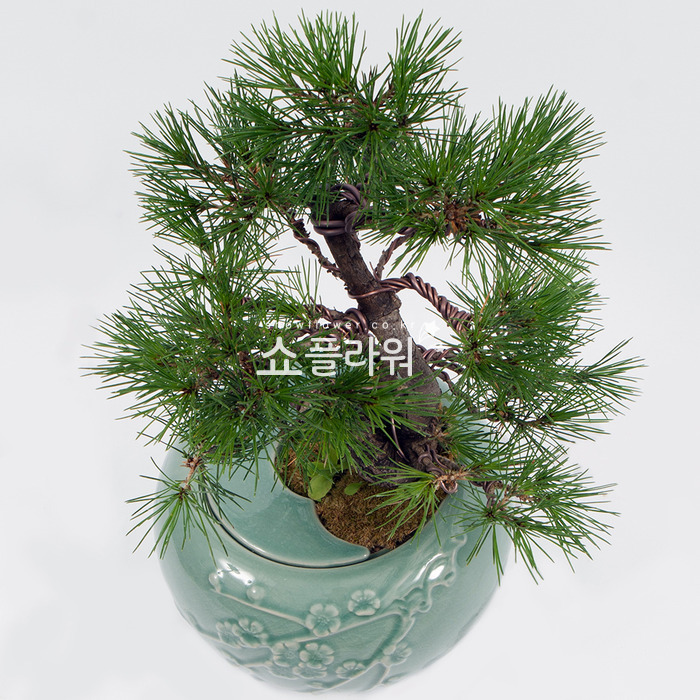 상세이미지