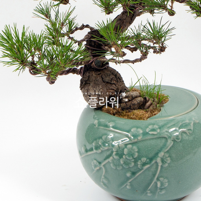 상세이미지