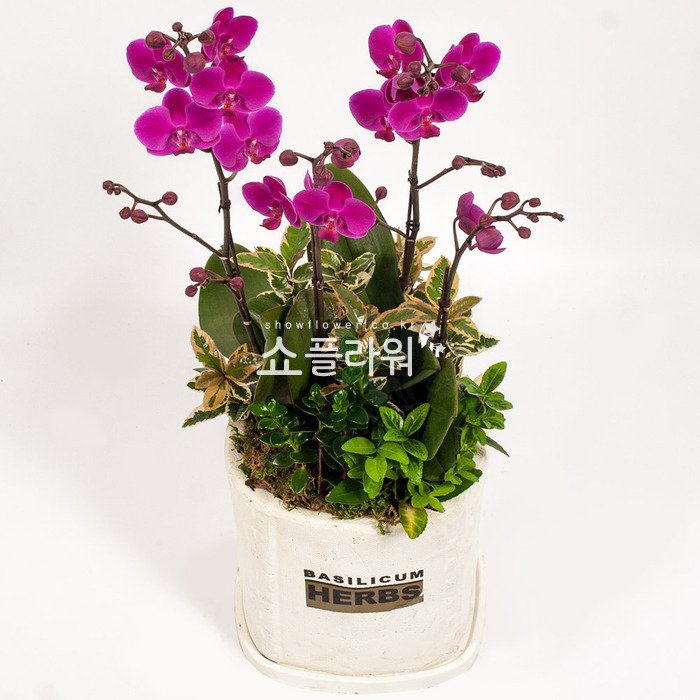 상세이미지