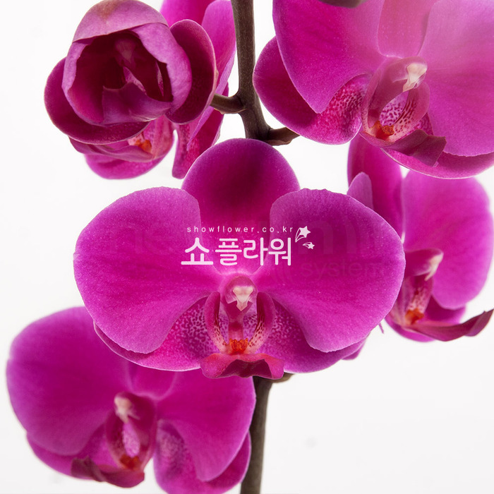 상세이미지