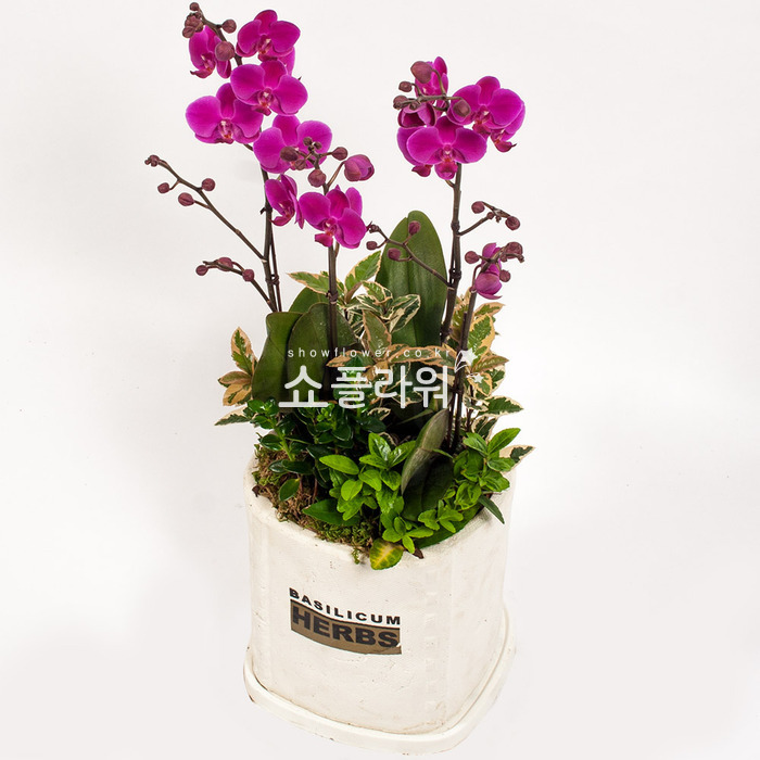 상세이미지