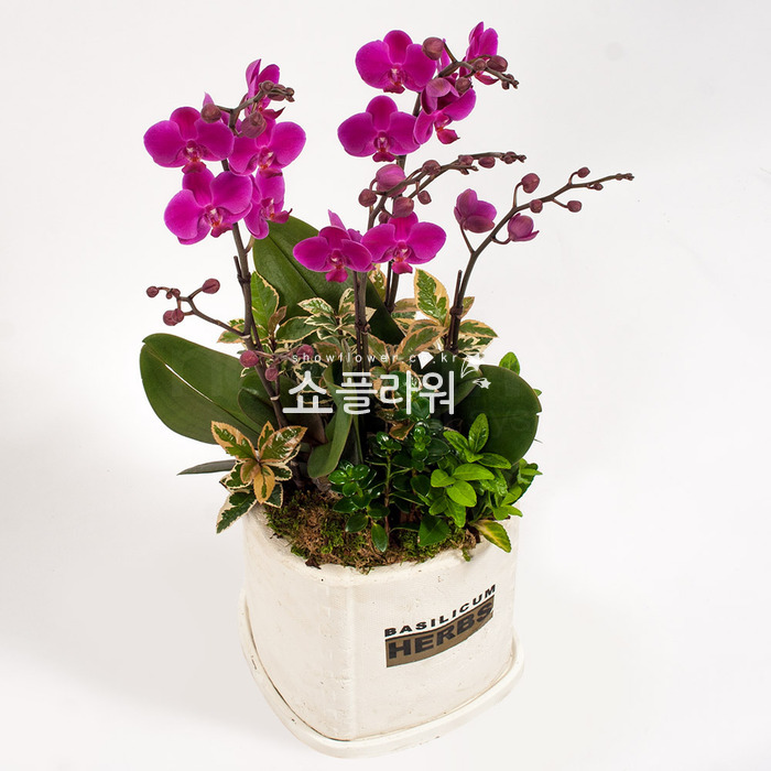 상세이미지
