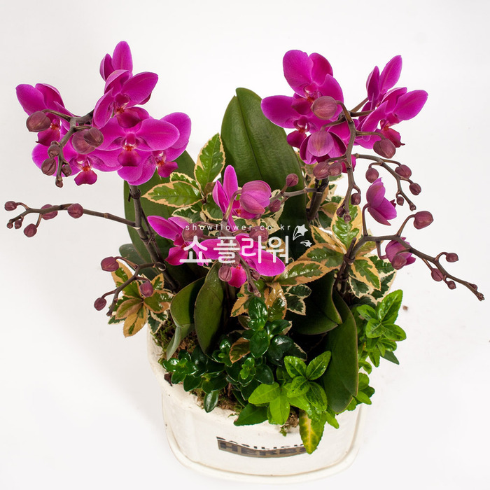 상세이미지