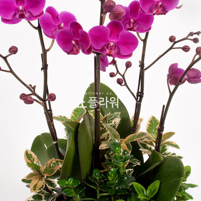 상세이미지