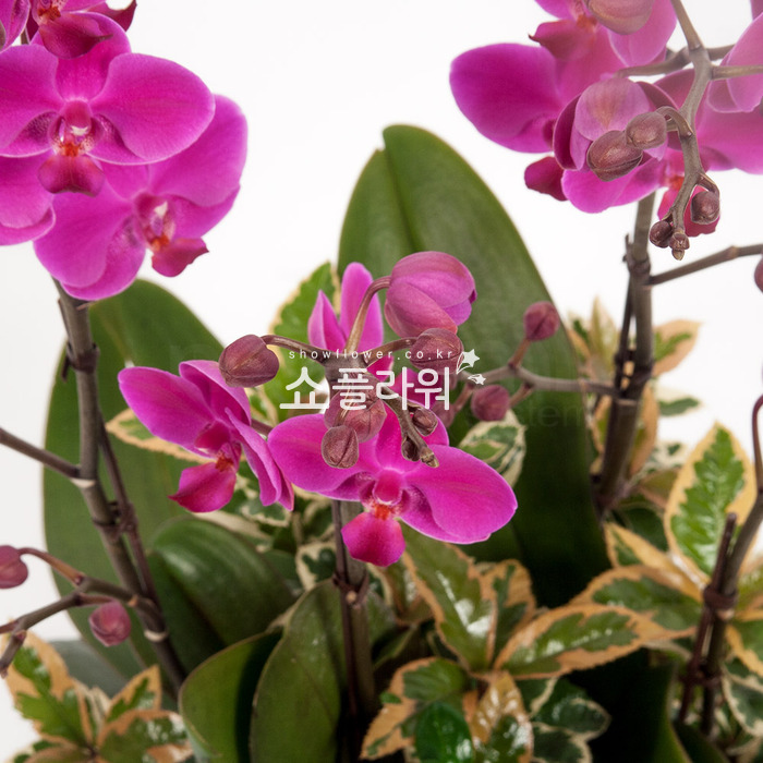 상세이미지