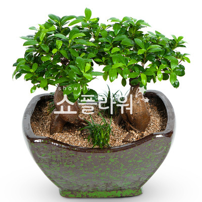 쌍둥팬다분재