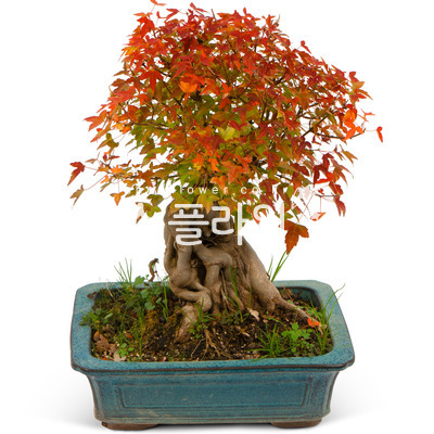 당단품(가을상품)