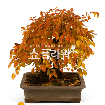 분재3호