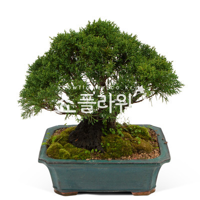 진백분재8호