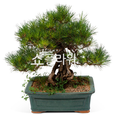 소나무 분재