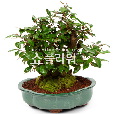 사철보리수 분재(큰열매)