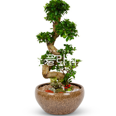 가지마루팬다