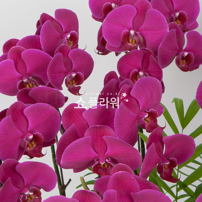 상세이미지