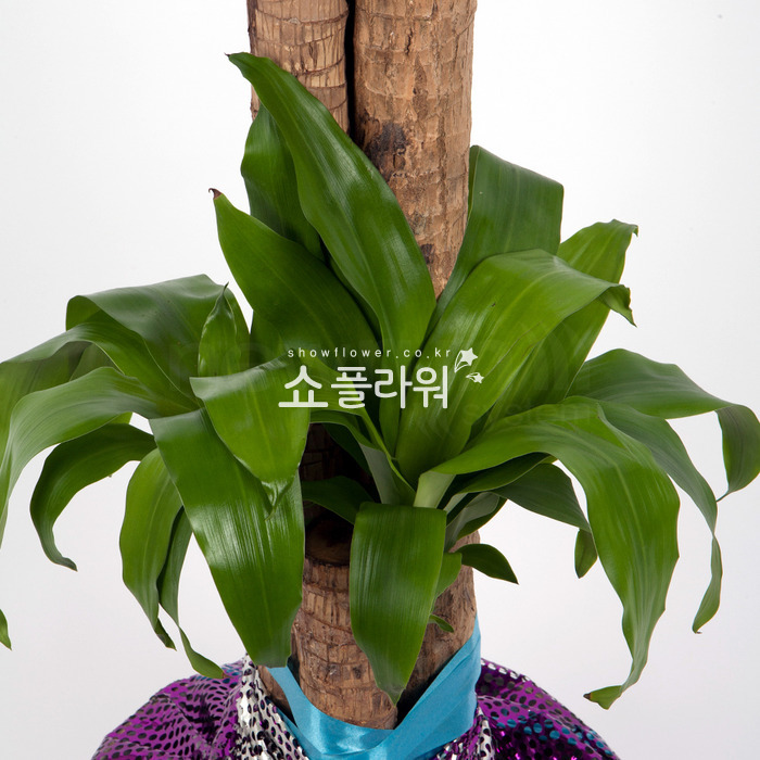 상세이미지