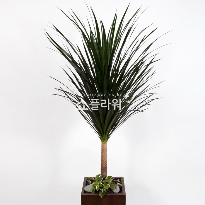 상세이미지