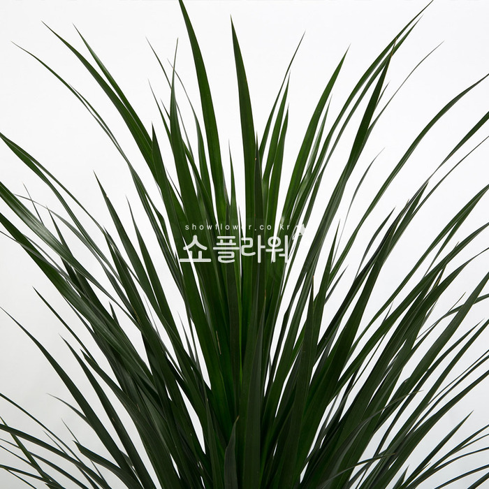 상세이미지