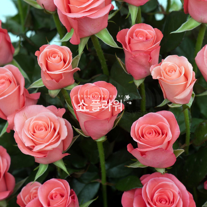 상세이미지