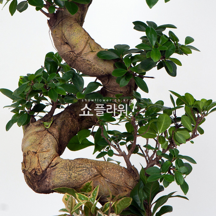 상세이미지