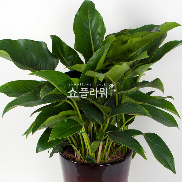 상세이미지