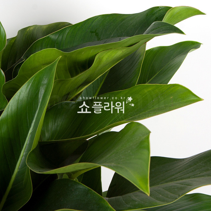 상세이미지