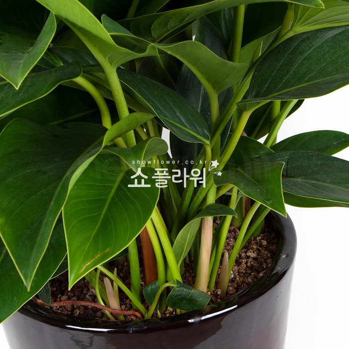 상세이미지