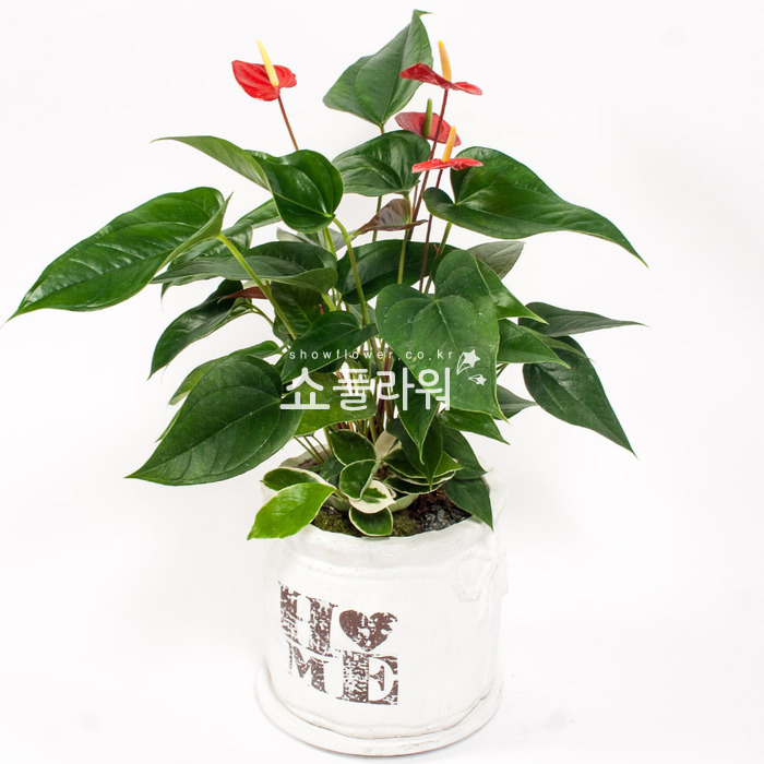 상세이미지