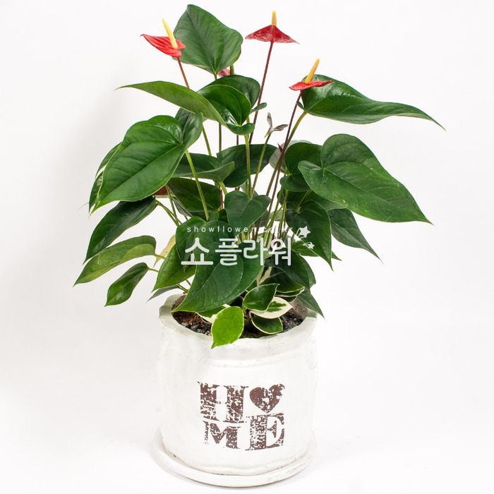 상세이미지