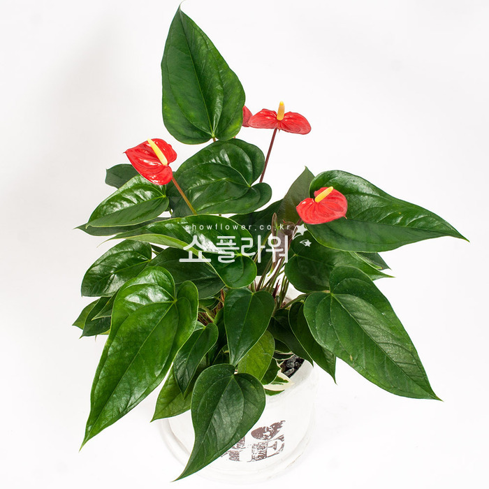 상세이미지