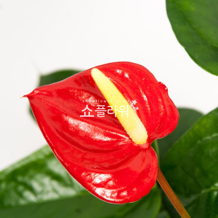상세이미지