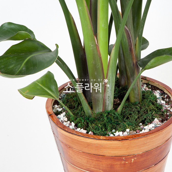 상세이미지