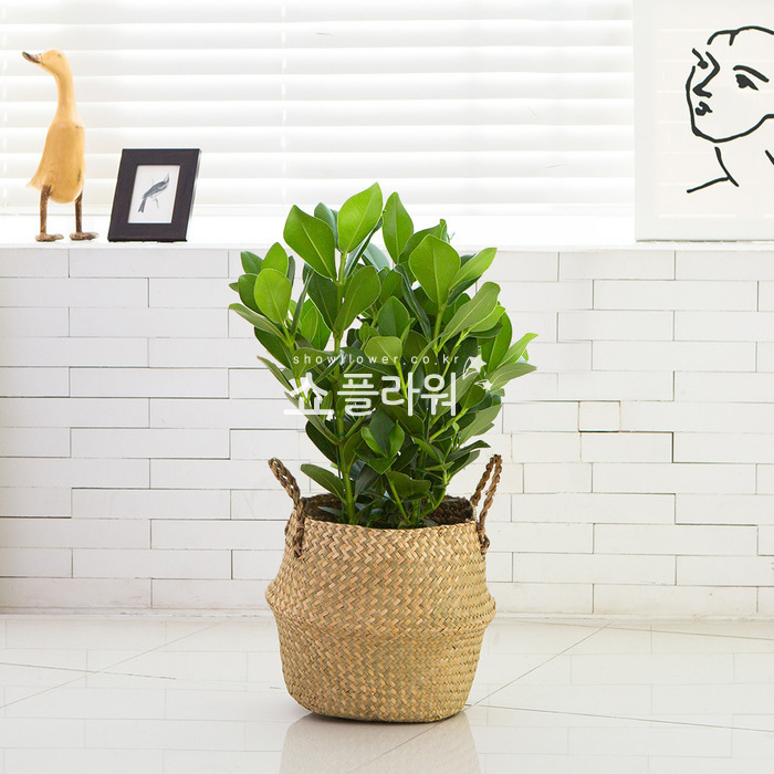 상세이미지