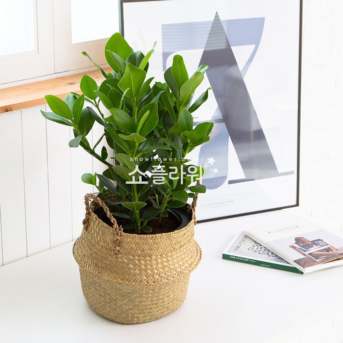 상세이미지