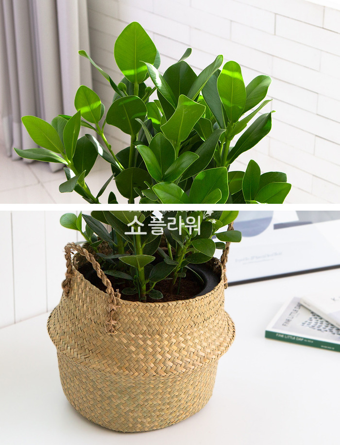 상세이미지