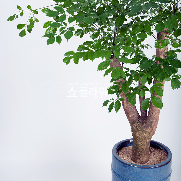 상세이미지