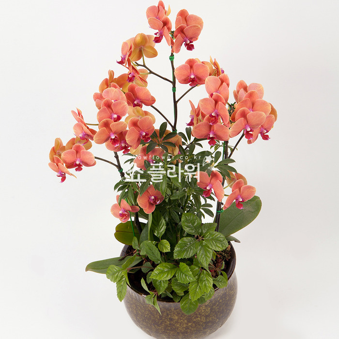 상세이미지