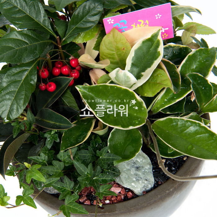 상세이미지