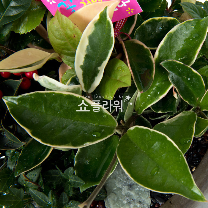 상세이미지