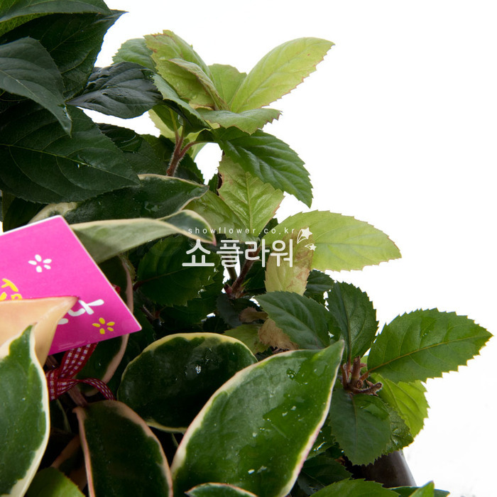 상세이미지