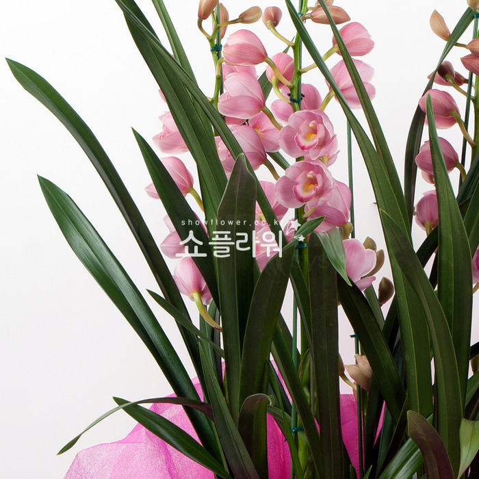 상세이미지